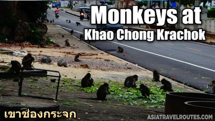 Monkeys at Khao Chong Krachok