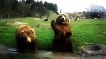 lustiges Bärenwinken