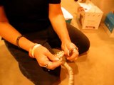 Assist feeding of Ball Python- Done by Deb's Exotics