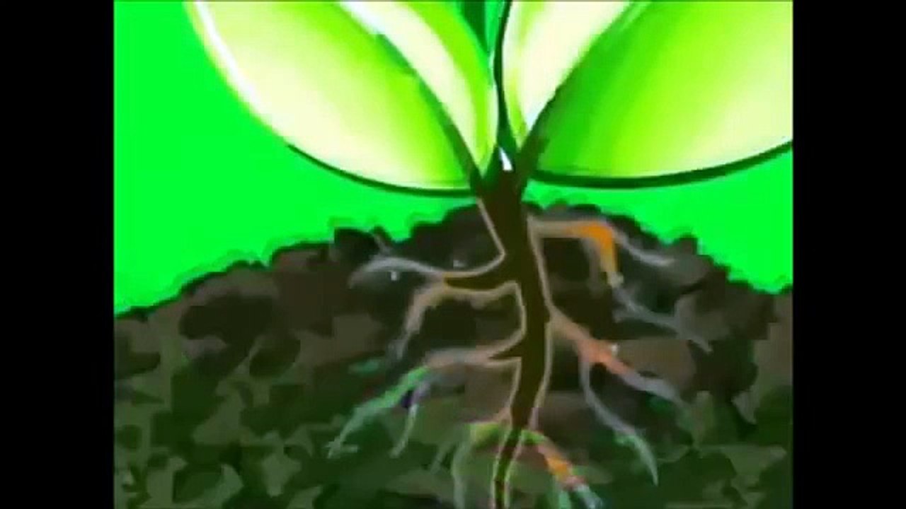 fotosíntesis y Respiración De Las Plantas