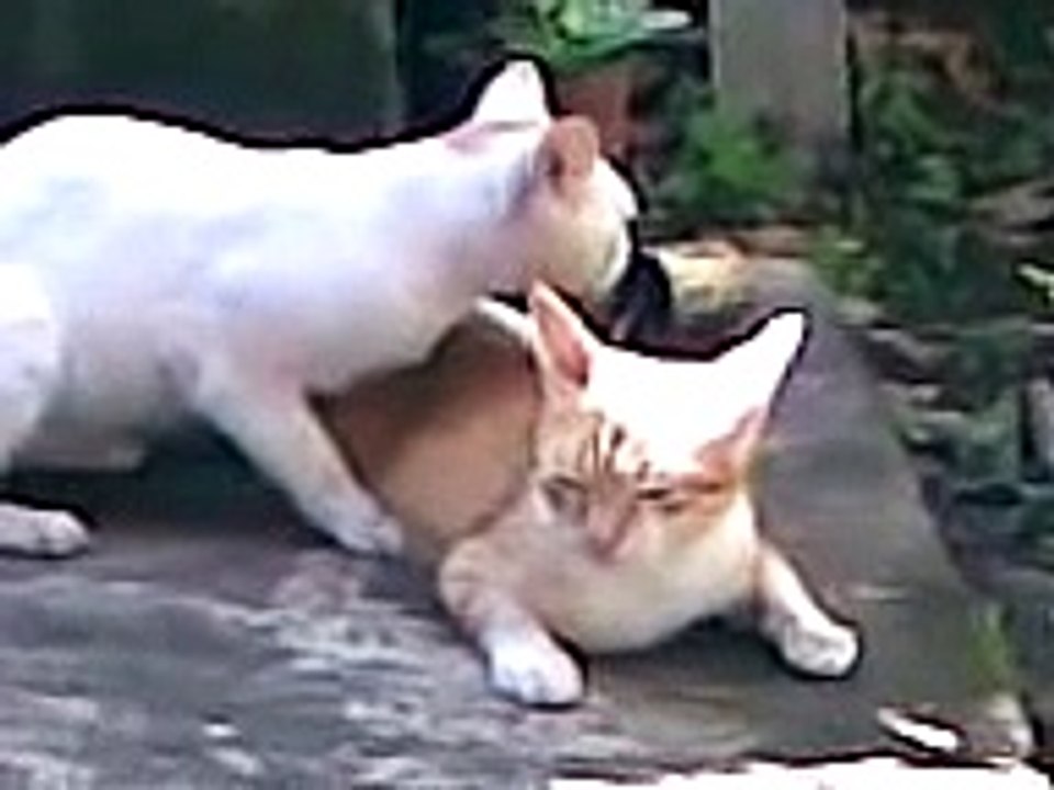 cat sex