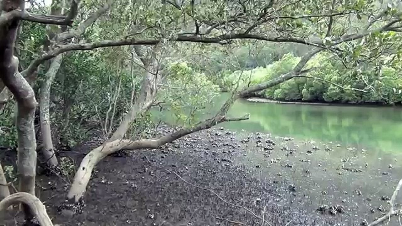Mud Crabs at Bobbin Head, Ku-Ring-Gai Chase National Park, NSW, Australia