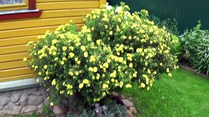 Красота и великолепие дачи в летний период