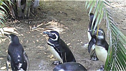 Pinguim de Magalhães