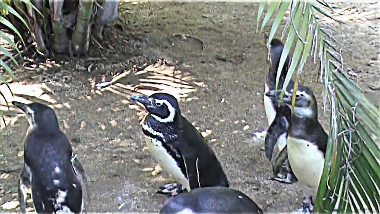 Pinguim de Magalhães