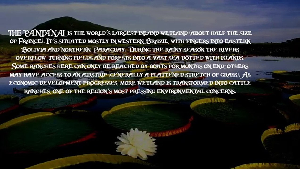 4 WAYS TO ACCESS THE PANTANAL REGION OF BRAZIL