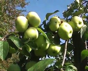 Лечение пчёл бипином