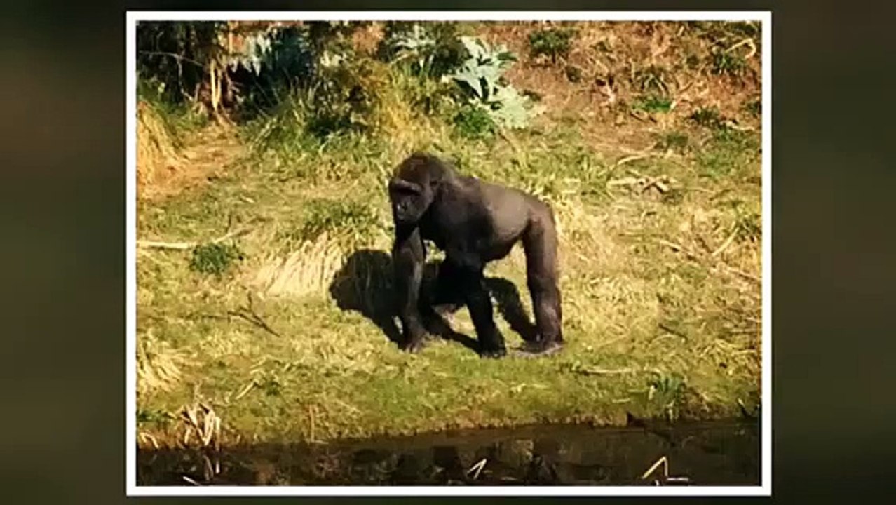Dublin ZOO 22nd March 2015