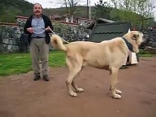 İKİ SİVAS KANGAL KAPİŞİYOR İZLEYİN SUPER.avi