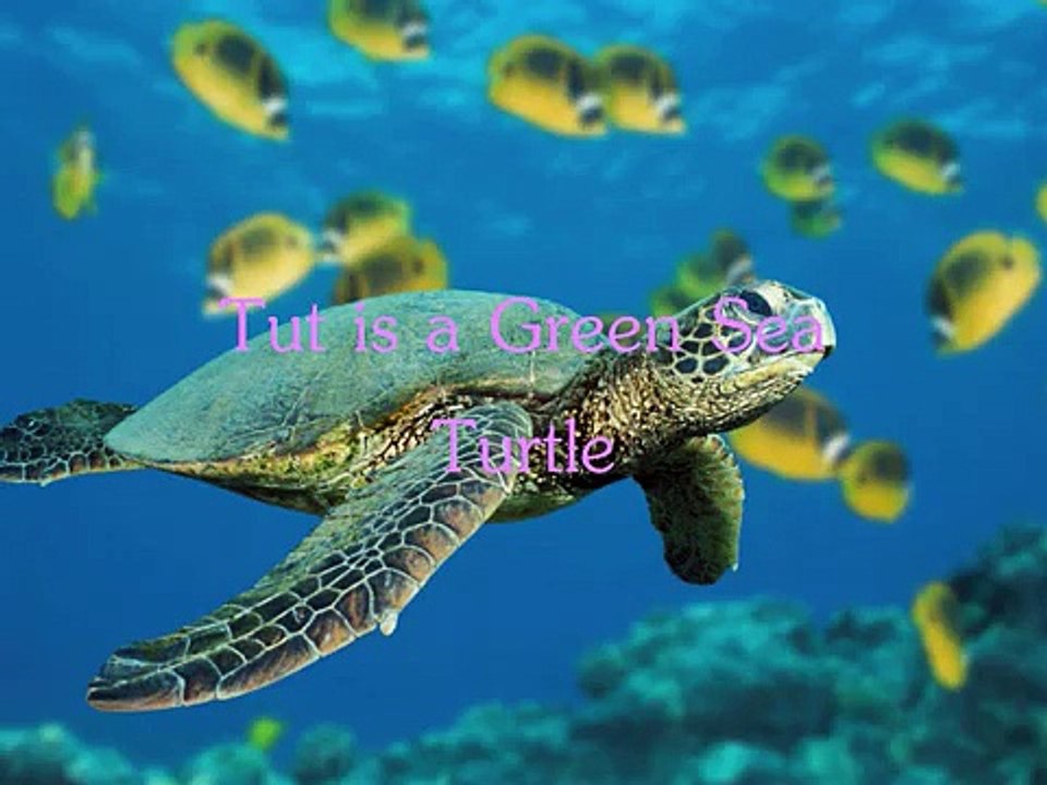 ABC of Animals for Kids