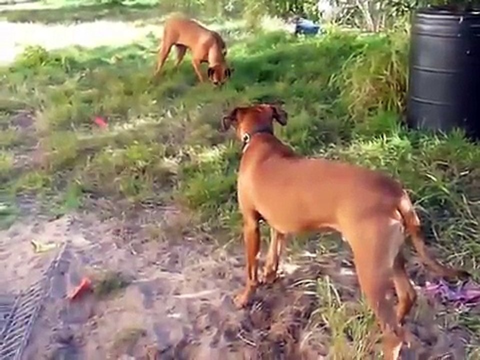 Brother and Sister Ridgeback Reunion