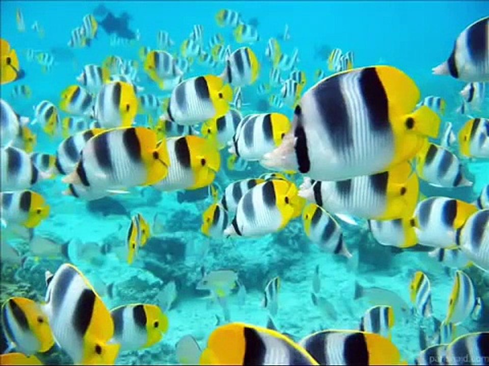 صوت تخشع له القلوب وتقشعر له الابدان اجمل تلاوة للقران الكريم افي العالم