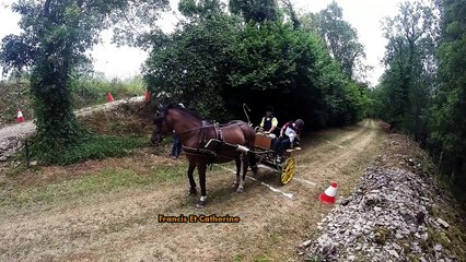 Trec en attelage Fain les  Montbard 2015