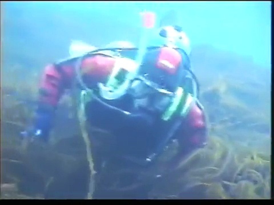 Mousa Seals