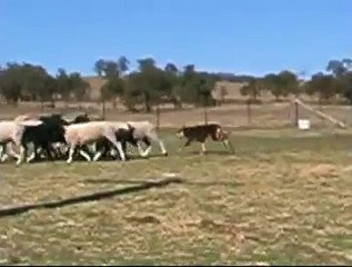 Eventine Working Kelpies - Buster II