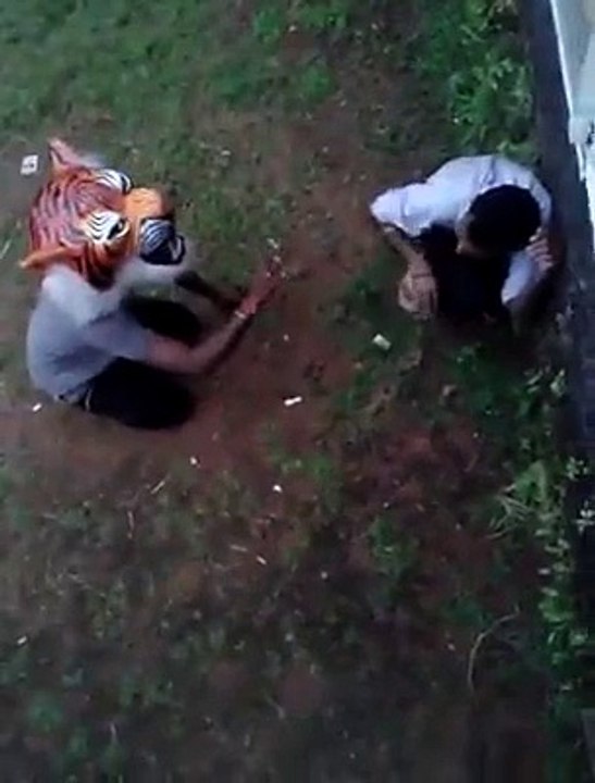 lion attack