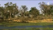 Les prédateurs de la savane, une lutte pour la survie