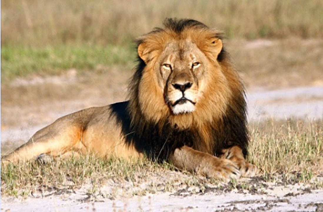 BBC Three Counties Radio - Roberto Perrone 29Jul15 on Cecil the lion