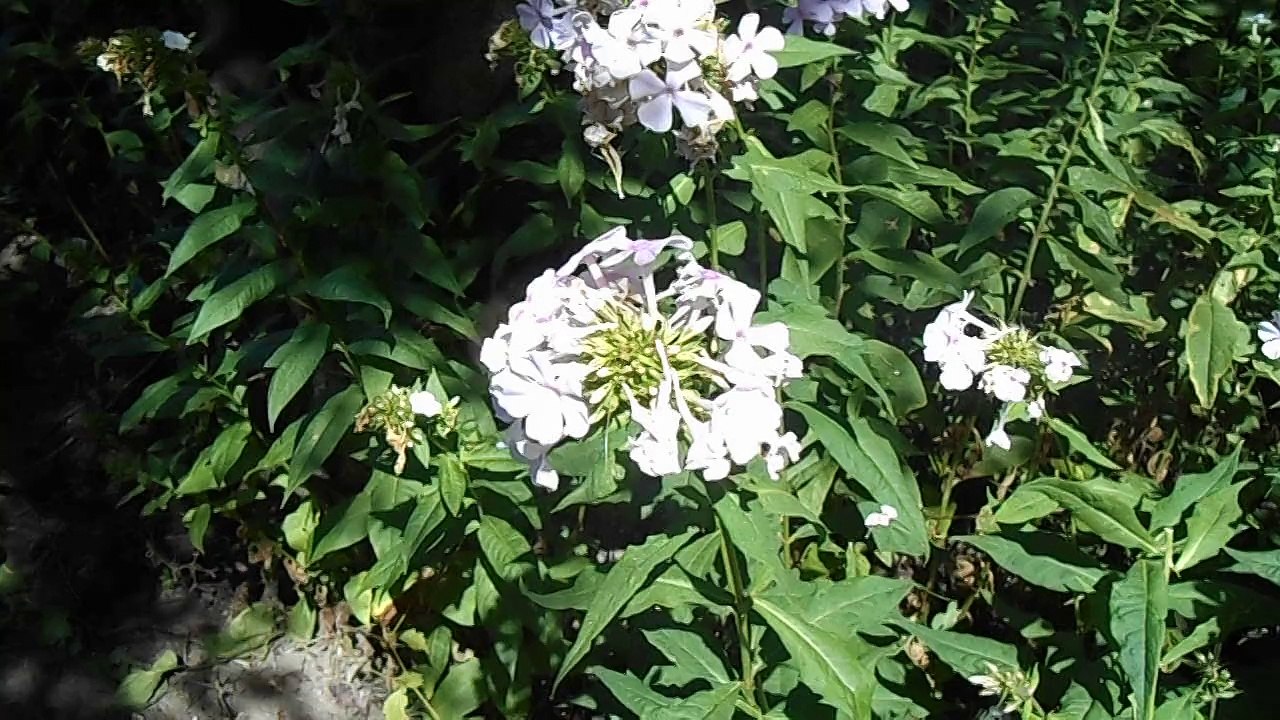 DSCN5704