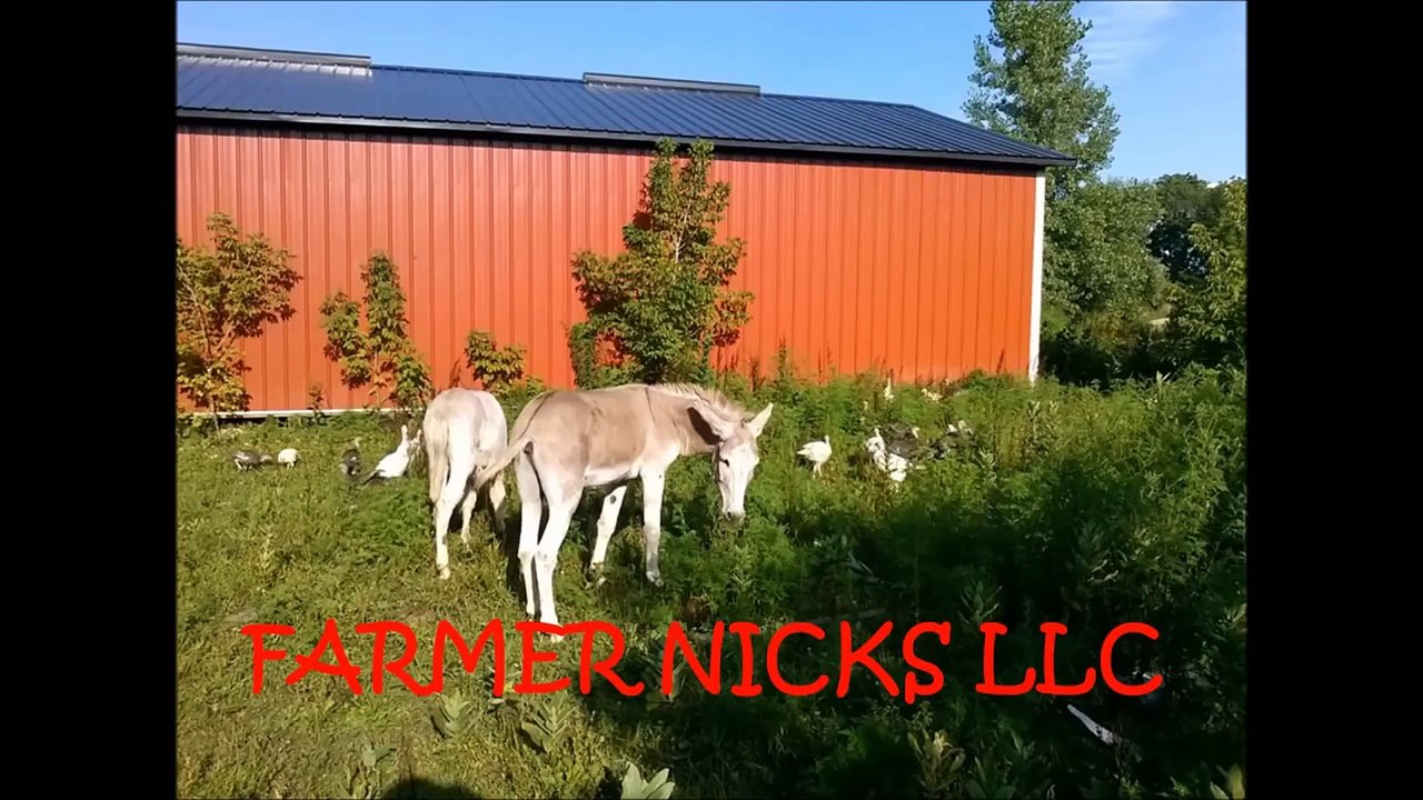 How to make garlic dill pickles