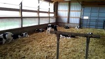 Calf Planing And Automatic Feeder Video Dailymotion
