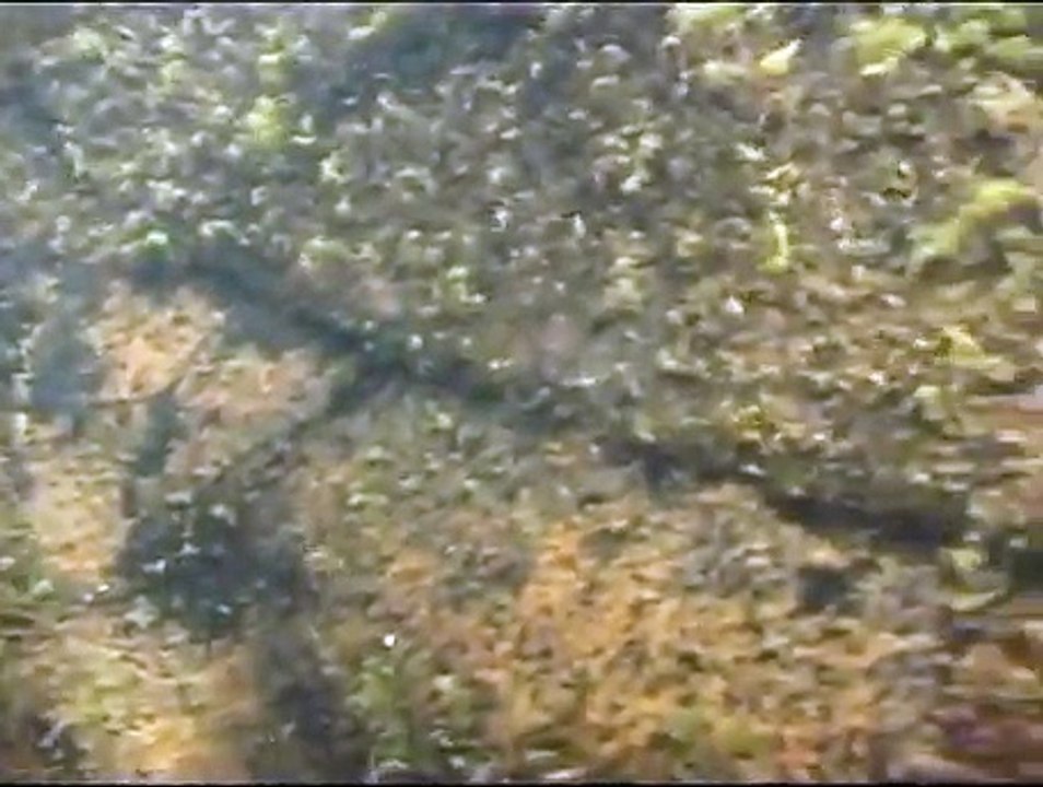 Mohaka pollution - NZ Fish and Game