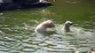Polar Bears in Berlin Zoo