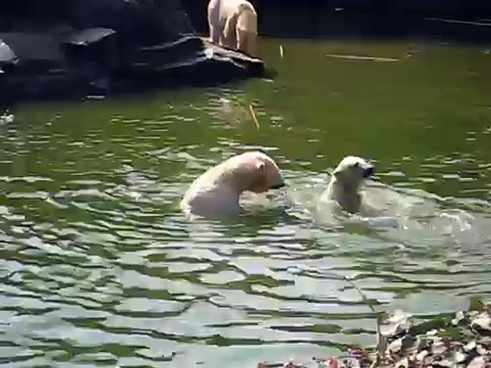 Polar Bears in Berlin Zoo