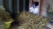 Glitzi the rabbit looking for a new home at Burford Blue Cross Rehoming Centre