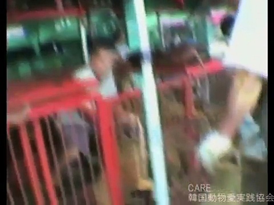 犬食　韓国