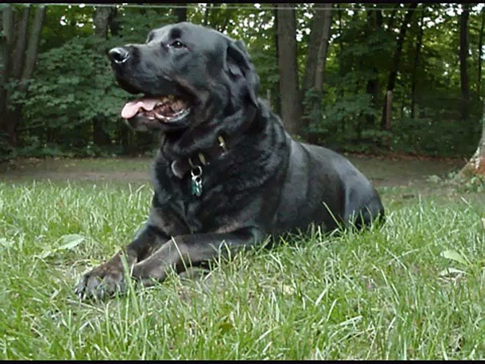 Mastiff Black Lab Dozer - Dog Training Graduate
