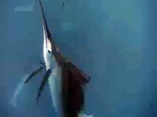 Miracle of Allah - A Flying Fish  Full HD By Daily Fun