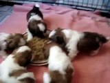 5 Week Old Shih Tzu Puppies eating for the 1st Time!