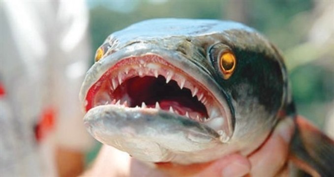 Canavar Balıklar: 9. Bölüm - Canavar Fishzilla