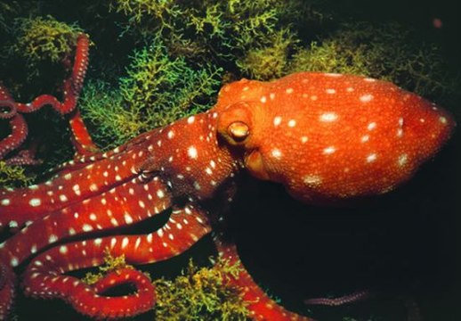 Canavar Balıklar: 10. Bölüm - Dev Ahtapot