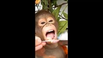 Orangutan Budi eagerly eating pureed food from a spoon on the road to recovery.