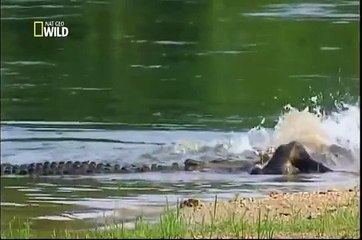 Ataque Animal   Crocodilo   Epi 04 Completo e Dublado -  NatGeo Wild 2013 #2