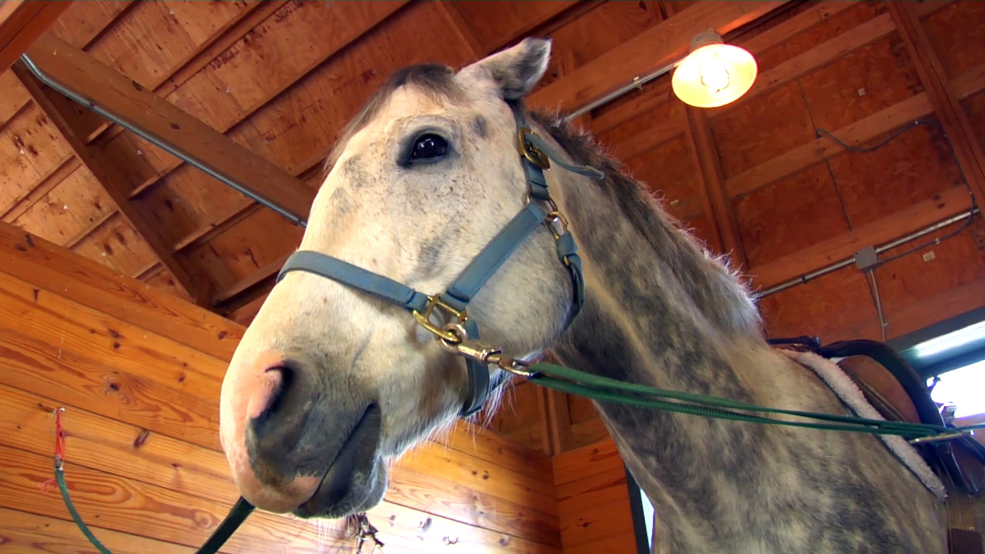 Racehorse Rehab in Kentucky