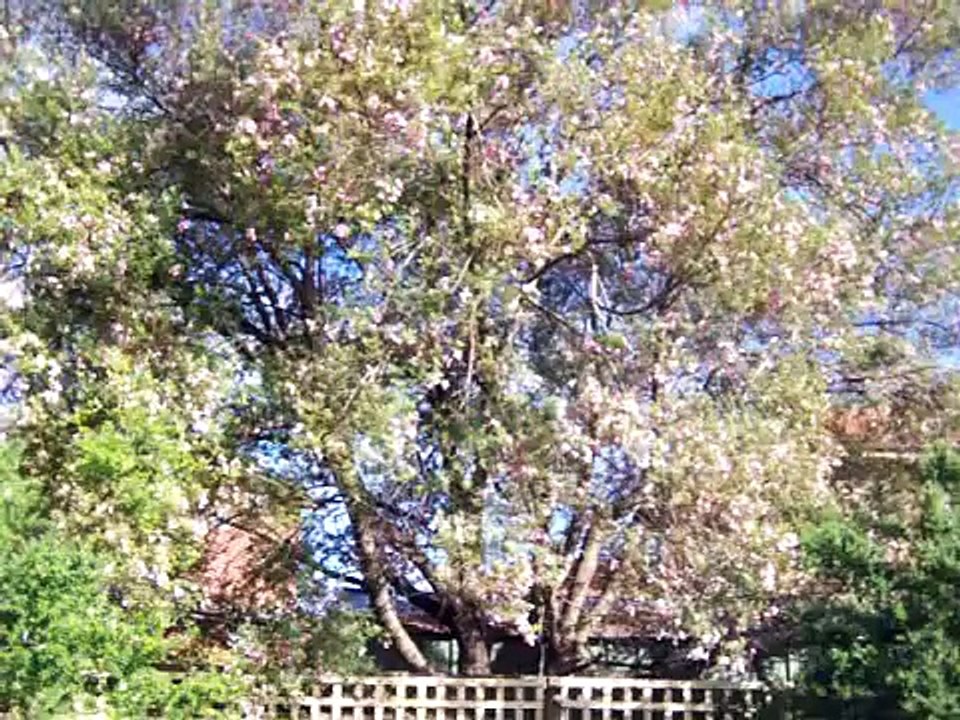Canto de pájaros