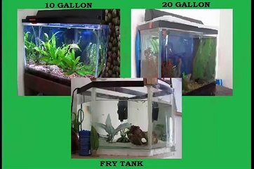 Water Changes on Fish Tanks