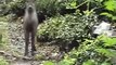 Japanese Serow Mountain Goat Walking Through Village Trails