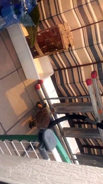 sokół wędrowy na moim balkonie