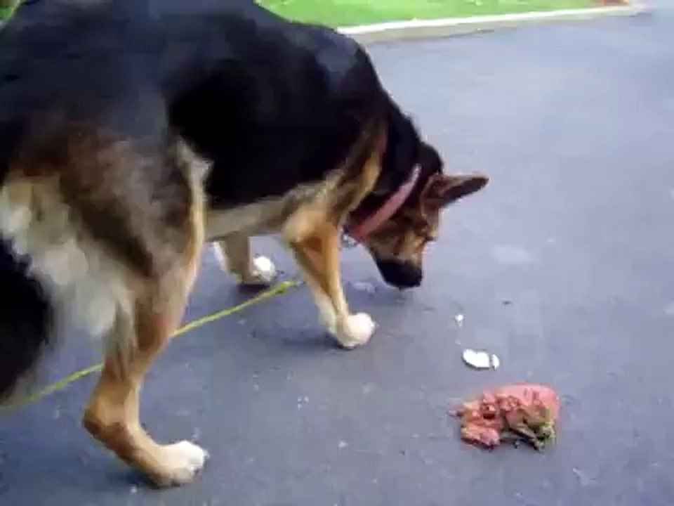 Graphic dog vomit