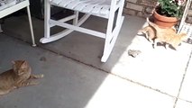 Kitties on Porch