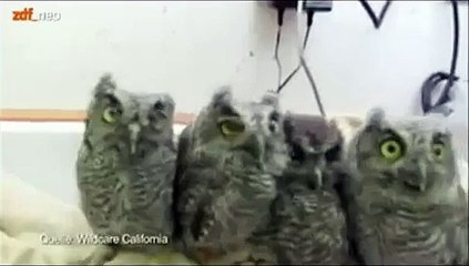 So cute , Eulen Babys - Baby Owls