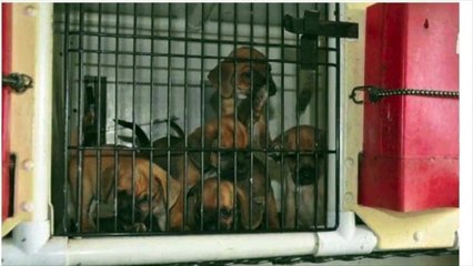 Illinois Puppy Mills 2013