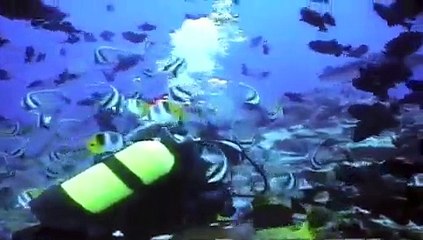 Hand-feeding Lemon Sharks, Moorea, French Polynesia, Tahiti