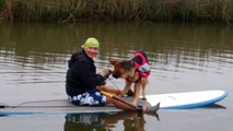 Stand Up Paddleboarding with Lieza, the German Shepherd