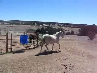 Two mares snubbing a very frustrated stallion