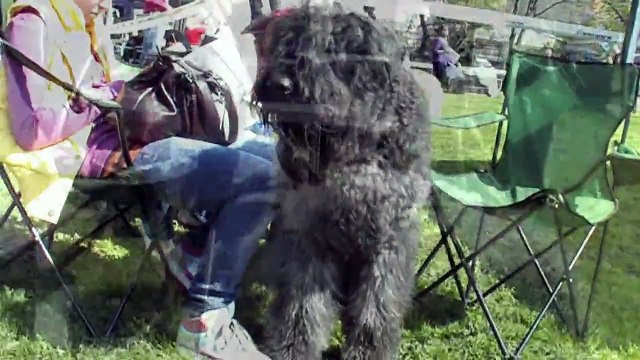 Międzynarodowa Wystawa Psów rasowych Opole 2010/Bouvier des Flandres/